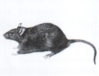 04026685-15e0-140x108.png