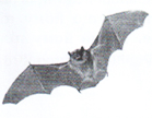 0402668g-c41c-139x108.png