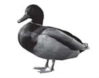 040266ql-1c2d-144x113.png
