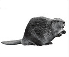 04026711-f77b-142x116.png