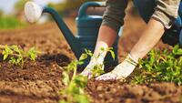 Gardening: Why I garden - Pomerado News