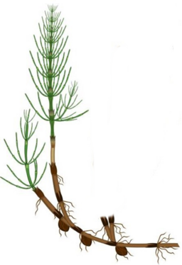 04026c13-2374-256x374.png
