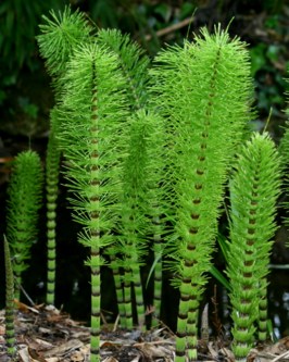 04026cnv-b31e-266x333.png