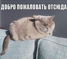 04026dl5-3505-236x207.jpg
