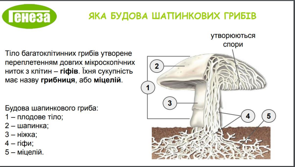 04026epx-a196-940x533.png
