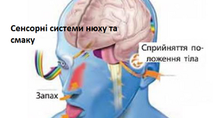 Сенсорні системи смаку, нюху