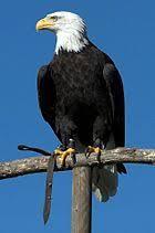 04026h47-0daf-140x211.jpg
