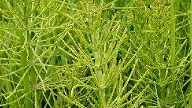 Хвощ польовий (Equisetum arvense) — опис бур'яна: будова, розмноження