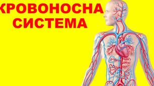 Кровоносна система людини. Будова серця