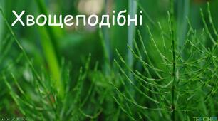 Хвощі