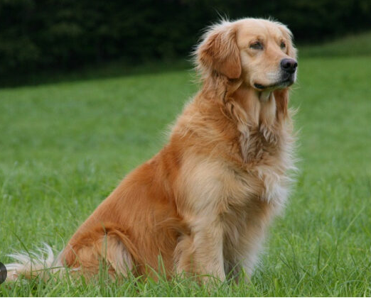 04026inr-f339-522x420.png