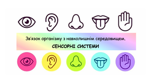 Зв’язок організму людини із зовнішнім середовищем. Сенсорні системи