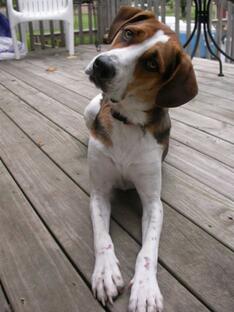 Understanding Your Dog's Orienting Reflex - PetHelpful