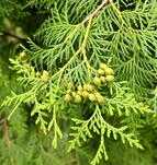 040274ab-9047-143x151.jpg