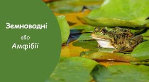  Тести: Амфібії. Різноманітність амфібій