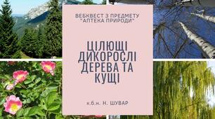 Цілющі дикорослі дерева та кущі