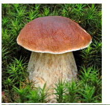 04027dpk-fa48-215x207.png