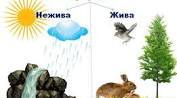 Я досліджую живу і неживу природу.