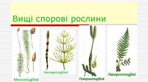 Мохи, плауни, хвощі, папороті