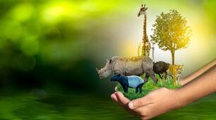 Save the animals