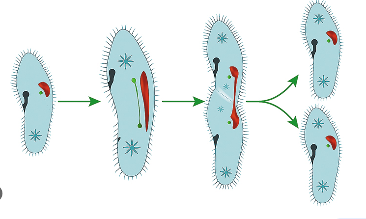 04027sbh-ce9b-745x446.png