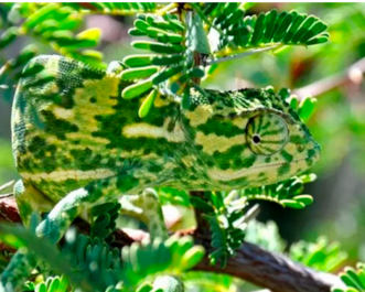 04027t75-e61b-331x265.png