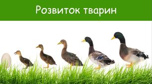 7 клас Розвиток тварин