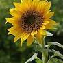 04027xt7-d579-131x131.jpg