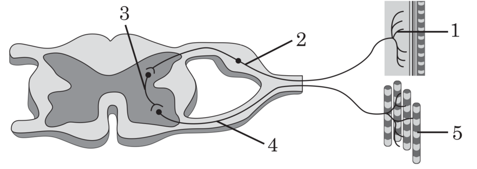 040280si-f214-940x333.png