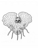 040280vl-c891-129x161.png