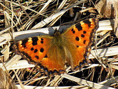 040282du-c4ab-387x290.jpg