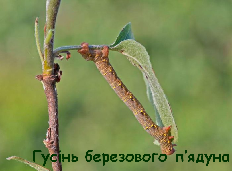 0402866o-cfea-814x599.png