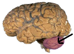 0402891z-195a-250x182.png