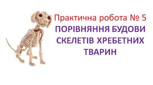Практична робота ПОРІВНЯННЯ БУДОВИ СКЕЛЕТІВ ХРЕБЕТНИХ ТВАРИН