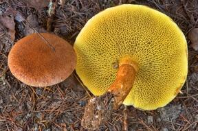 04028ada-d726-288x191.jpg
