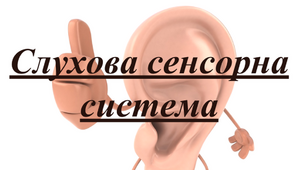 8 клас Слухова сенсорна система