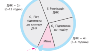 Життєвий цикл клітин. Інтерфаза: періоди та тривалість. Значення інтерфази. Регуляція інтерфази.  