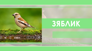 Презентація на тему "Зяблик"