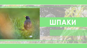 Презентація на тему "Шпак" (наявні анімації, відео)