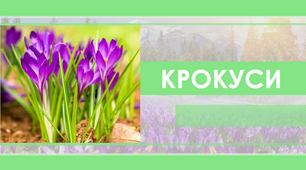 Презентація на тему "Крокуси" (наявні анімації, відео)