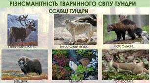 Презентація на тему "РІЗНОМАНІТНІСТЬ ТВАРИННОГО СВІТУ ТУНДРИ"
