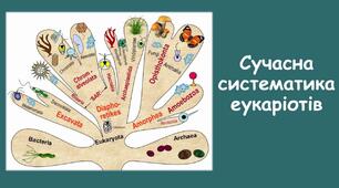 Огляд основних еукаріотичних таксонів 9 кл