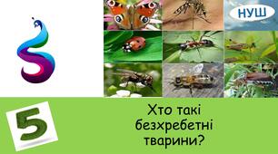 Презентація на тему: Хто такі безхребетні тварини?