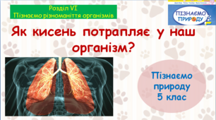 Презентація "Як кисень потрапляє у наш організм". "Пізнаємо природу" 5 клас НУШ.