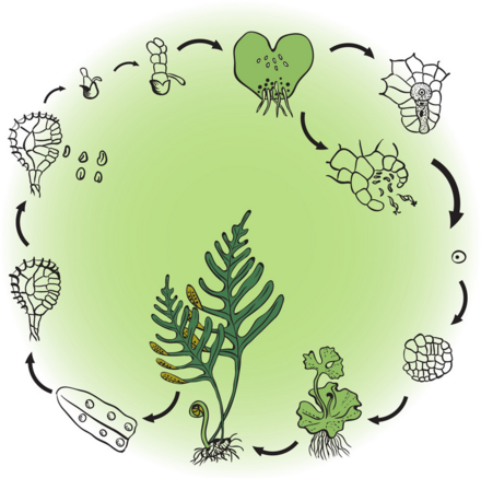 04028t6x-971a-440x437.png