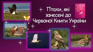 Червона книга . Птахи