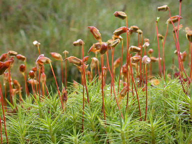 Polytrichum commune