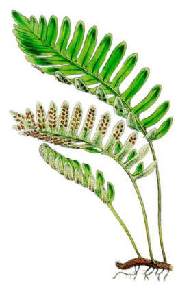 04028u3g-f424-260x419.png