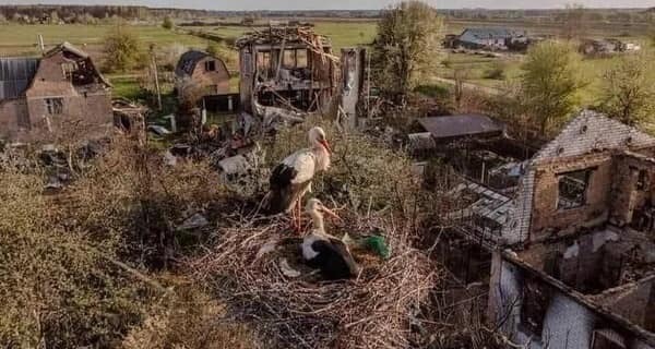 Возможно, это изображение птица и на открытом воздухе