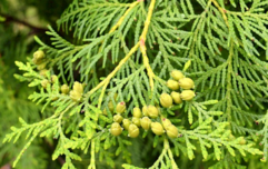 04028ypl-89c4-241x152.png